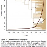 Between Behar et al. 2012 and Johnson et al. 1983: The Mitochondrial DNA Tree Comes of Age but Remains a Blunt Tool for Human Evolutionary History