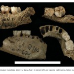 Early Aurignacian Dentition and Why Paleontology Is a Moving Target
