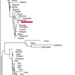 How to Interpret Patterns of Genetic Variation? Admixture, Divergence, Inbreeding, Cousin Marriage