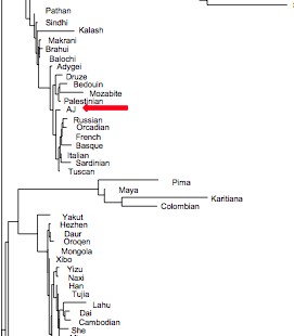 How to Interpret Patterns of Genetic Variation? Admixture, Divergence, Inbreeding, Cousin Marriage