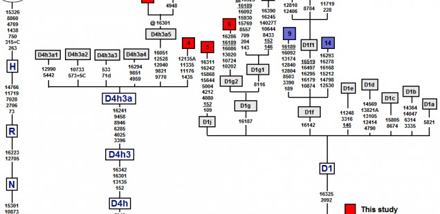mtDNA CR HVS1 16189