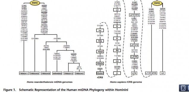 A Closer Look at Human and Neandertal Mitogenomes