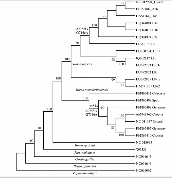Anthropogenesis-NeandertalHumanmtDNA