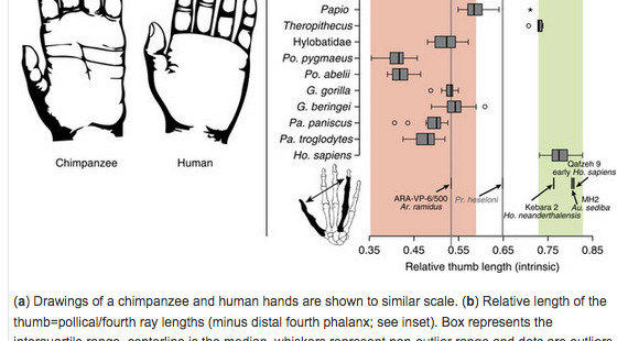 Human Hand Proportions Are More Primitive Than Chimp Hand Proportions