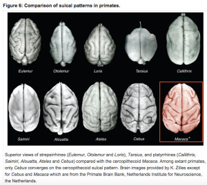 william james sidis brain