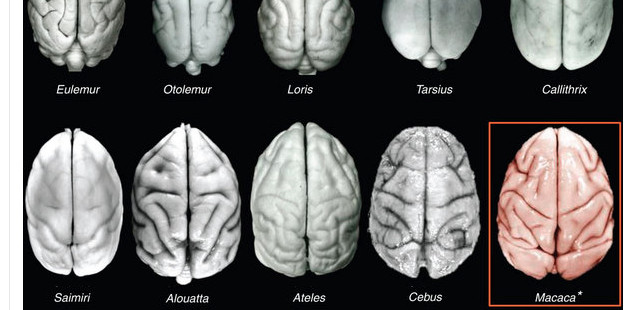 Brain Complexity vs. Brain Size in Primate Evolution