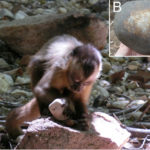 Primate Stone Tools: Evidence from South America