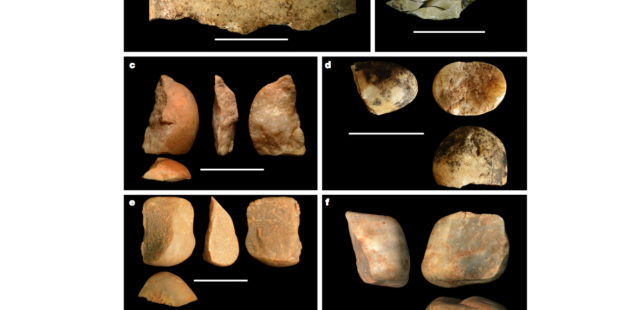 New World Monkeys Produce Hominin-Grade Lithic Tools