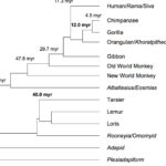 Molecular Evidence for a Pongid Clade and New World Primate Behaviors