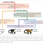 HOMINIDAE AND CEBIDAE ARE THE CLOSEST PRIMATE FAMILIES TO MODERN HUMANS