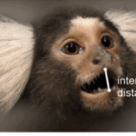 MARMOSETS SHOW A PHONO-ARTICULATORY RHYTHM CHARACTERISTIC OF HUMAN SPEECH