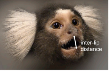 MARMOSETS SHOW A PHONO-ARTICULATORY RHYTHM CHARACTERISTIC OF HUMAN SPEECH