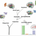 MARMOSET VOCALIZATION IS CLOSER TO HUMANS THAN TO OLD WORLD PRIMATES (CHIMPS AND MACAQUES)