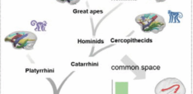 MARMOSET VOCALIZATION IS CLOSER TO HUMANS THAN TO OLD WORLD PRIMATES (CHIMPS AND MACAQUES)