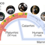 Unique Human Sialic Cell Biology Is Shared by New World Primates