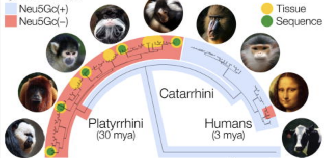 Unique Human Sialic Cell Biology Is Shared by New World Primates